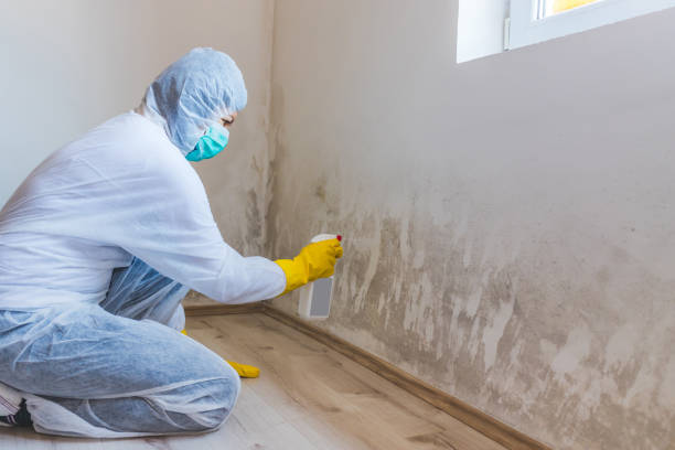 Licensed Basement Mold Remediation service in Old Westbury, NY - WQB Mold Removal